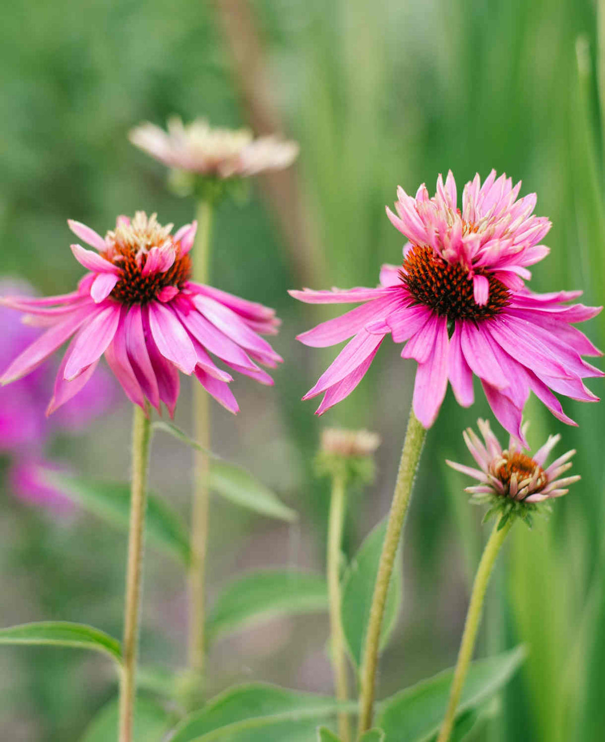 Echinacea Purpurea 'double Decker' - 9cm Pots | 1 x 9cm | Pink