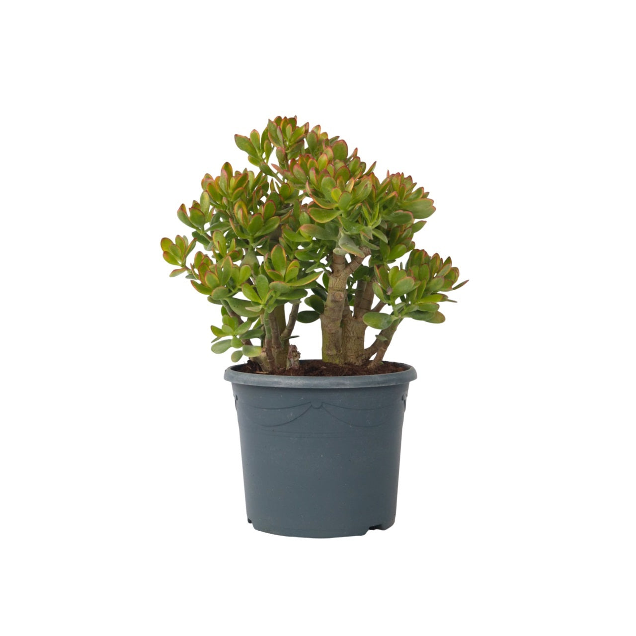 Jade Plant - Crassula Ovata 'sunset' - Height 55-60cm - ⌀30cm | Set-of-1 | Green
