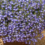 Lobelia 'waterfall Blue Ice' Trailing Bedding Plant | 12 x Jumbo Plugs | Blue