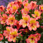 Hayloft Alstroemeria Incalys 'salmon' With White Tedi Pot