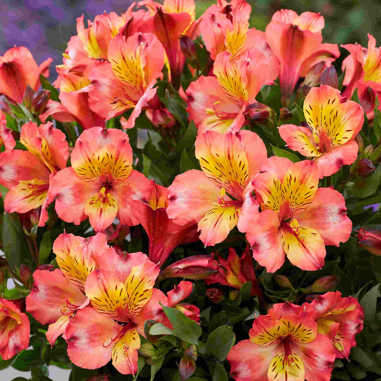 Hayloft Alstroemeria Incalys 'salmon' With White Tedi Pot