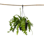 Orchid Cactus - Epiphyllum 'anguliger' - Height 30-40cm - ⌀15cm | Set-of-1 | Green