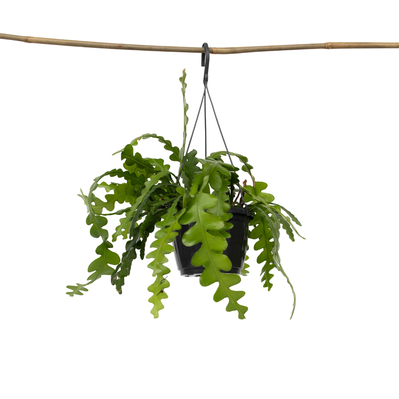 Orchid Cactus - Epiphyllum 'anguliger' - Height 30-40cm - ⌀15cm | Set-of-1 | Green