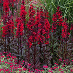 Lobelia 'starship Scarlet Bronze Leaf' Red Perennial For Borders And Pots | 6 x Jumbo Plugs | Red