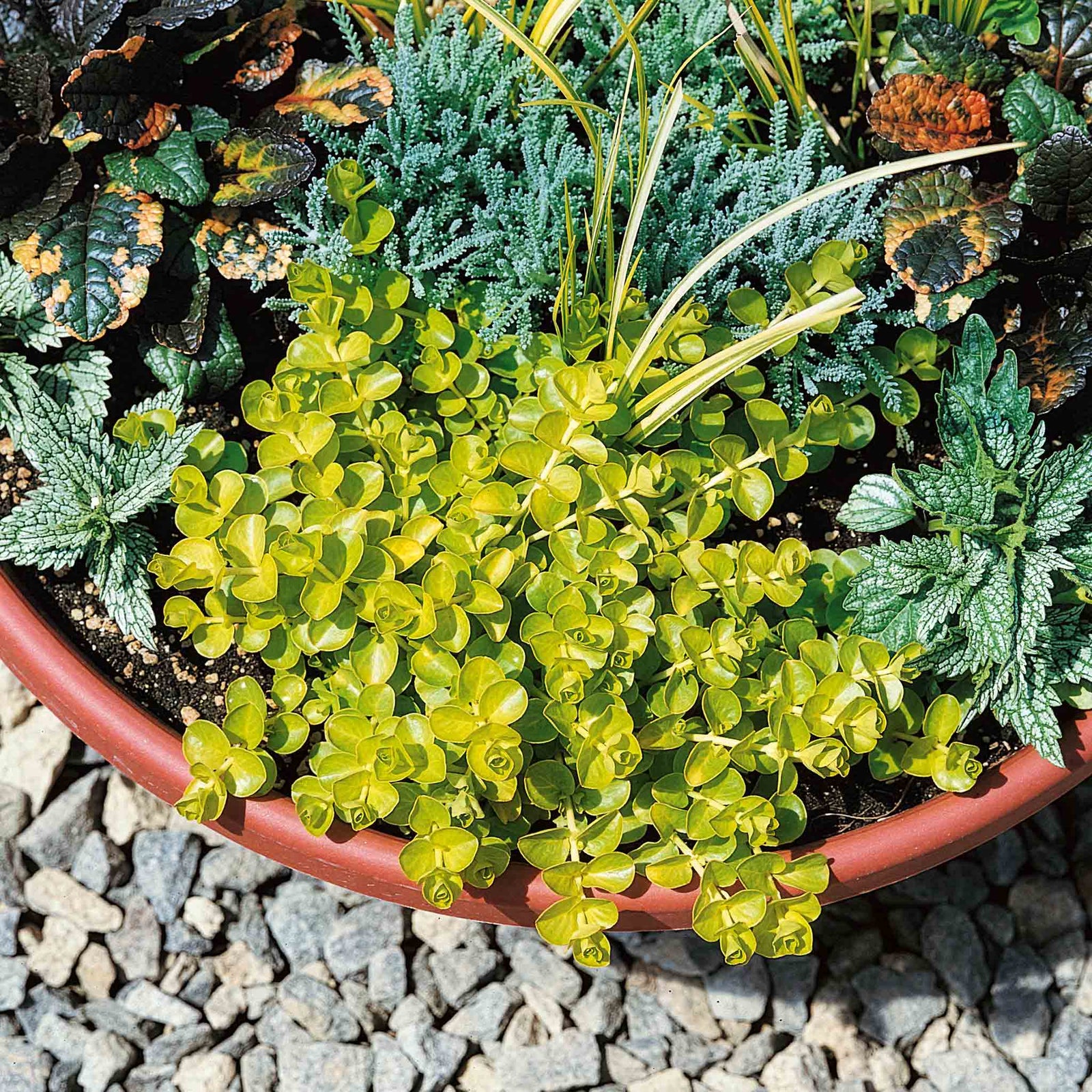 Lysimachia 'goldilocks' (golden Creeping Jenny) Trailing Evergreen For Pots And Baskets | 12 x Plug Plants | Green