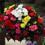 Begonia Nonstop Mixed 24 Plug Plants