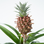Miniature Pineapple Plant - 2 Pcs. - Ananas 'mi Amigo' - Height 35-45cm - ⌀12cm | Set of 2 | Green