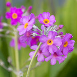 Primula Beesiana - 9cm Pots | 3 x 9cm | Purple