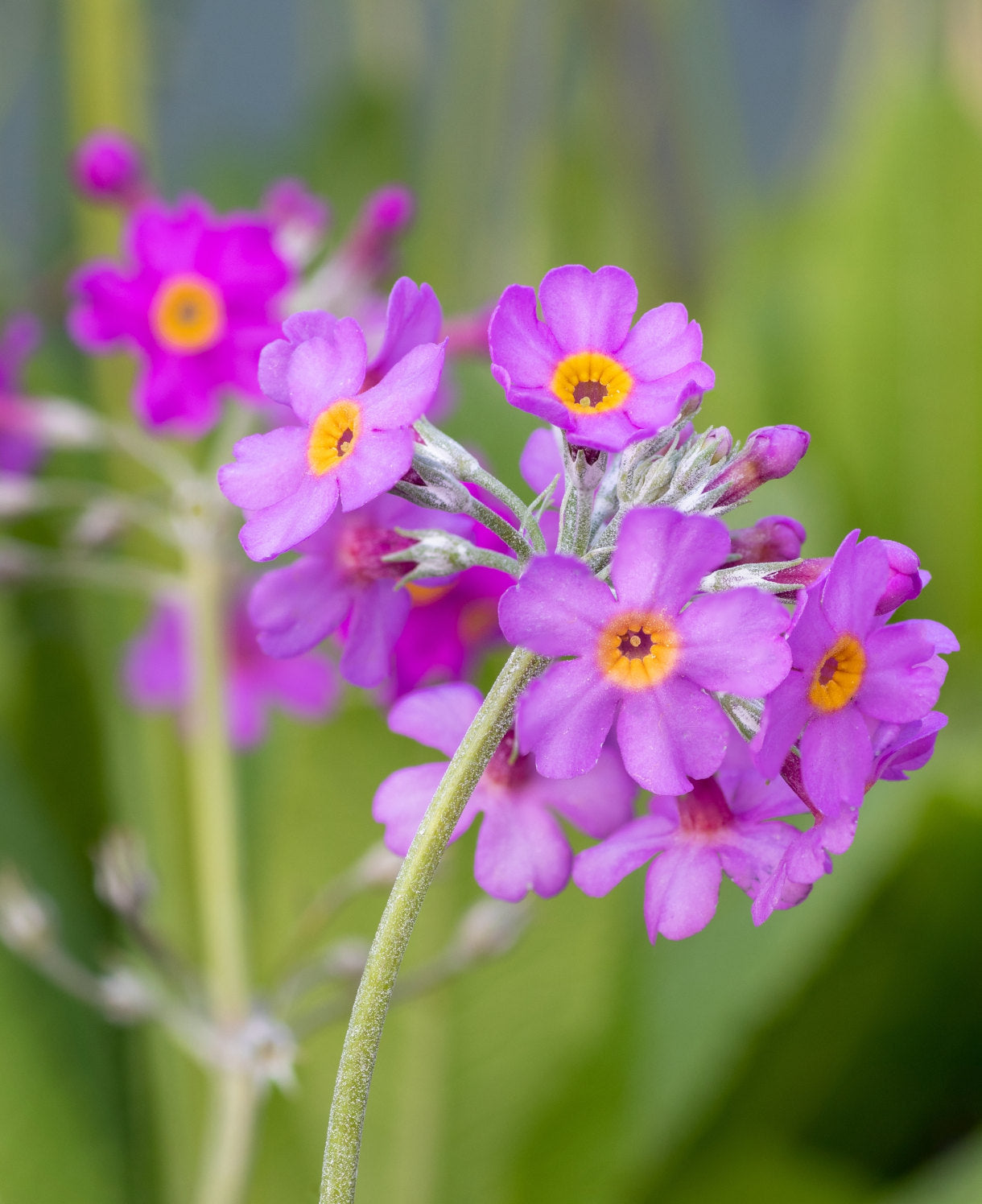 Primula Beesiana - 9cm Pots | 3 x 9cm | Purple