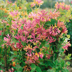 Honeysuckle 'goldflame' - Fragrant Climbing Shrub | 1 x 2L