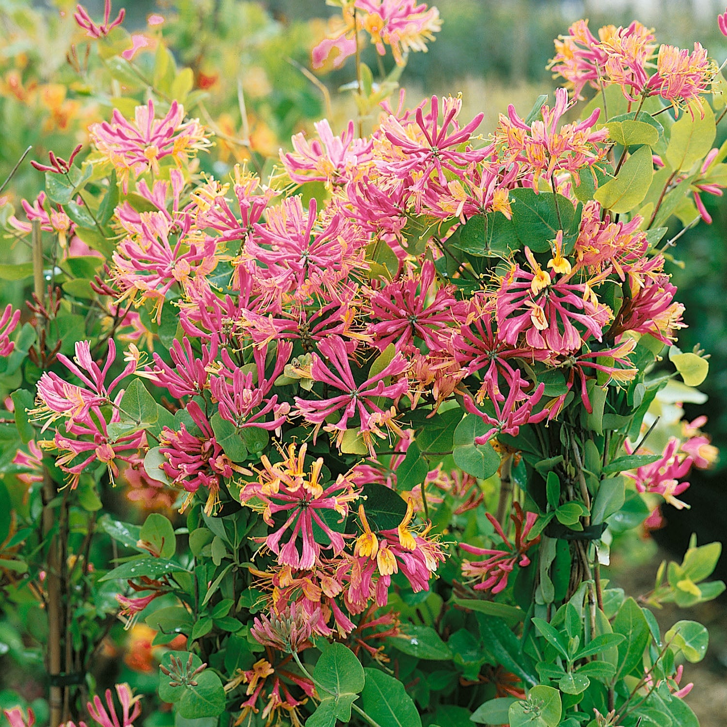 Honeysuckle 'goldflame' - Fragrant Climbing Shrub | 1 x 2L