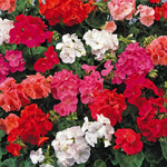 Geranium 'palladium F1 Mixed' | 20 x Pro Grower Plugs | Multi