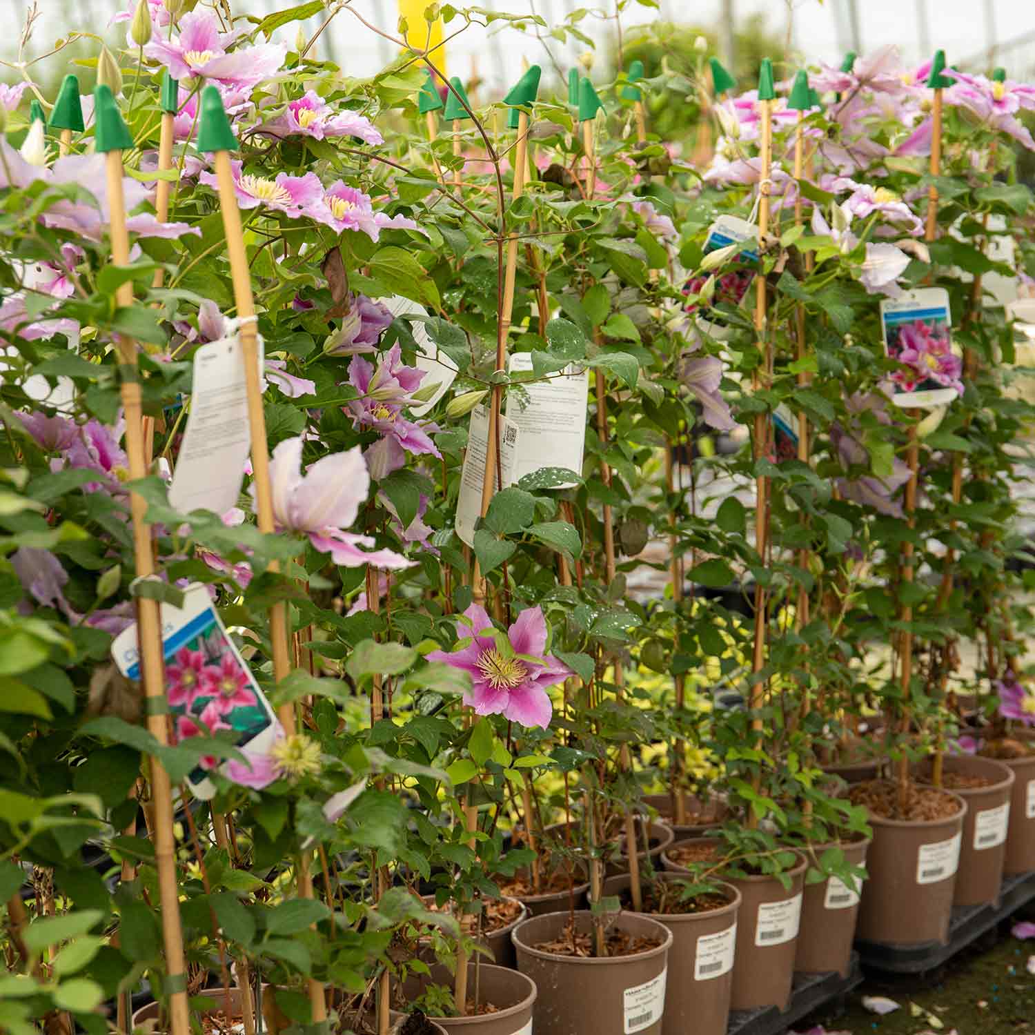 Clematis 'pilu' - Mauve Double Flowers, Container-friendly | 1 x 2L | Green & Pink