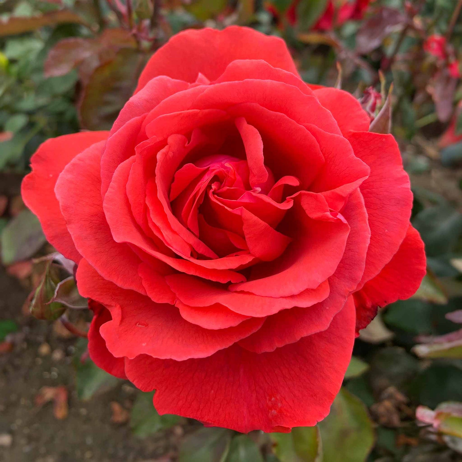 Rose 'fragrant Cloud' (hybrid Tea) Coral-red, Highly Fragrant | 1 x Bare Root | Red