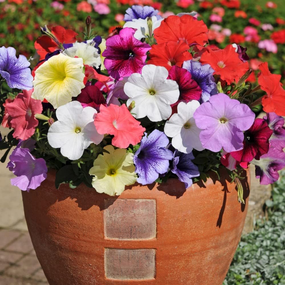Petunia Frenzy Mixed Garden Ready Plants - Weather Resistant Blooms | 12 x Garden Ready Plants