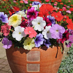 Petunia Frenzy Mixed Garden Ready Plants - Weather Resistant Blooms | 24 x Garden Ready Plants
