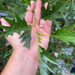 Alnus Laciniata Cut Leaf Alder Tree 5-6ft Tall Supplied In A 7.5 Litre Pot