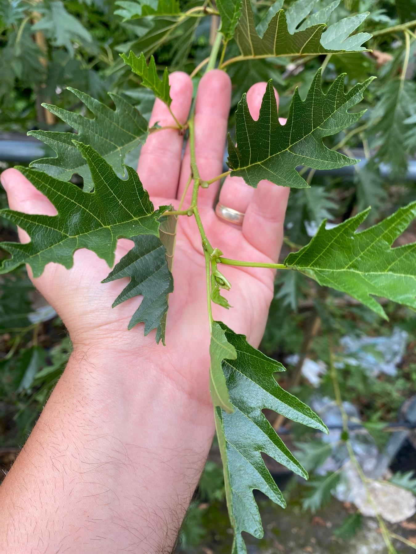Alnus Laciniata Cut Leaf Alder Tree 5-6ft Tall Supplied In A 7.5 Litre Pot
