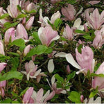 Magnolia George Henry Kern Tree 3-4ft Supplied In A 3 Litre Pot