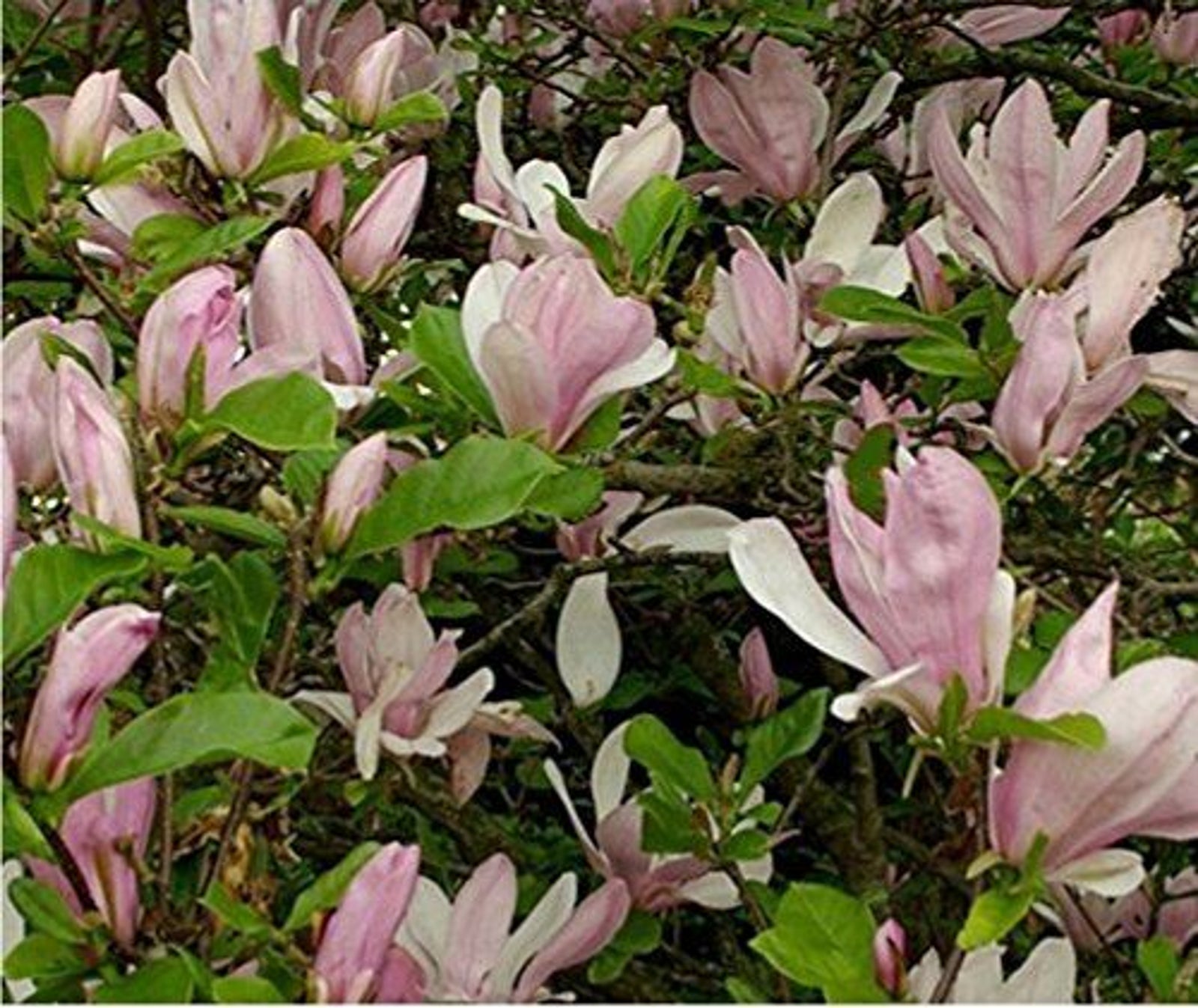 Magnolia George Henry Kern Tree 3-4ft Supplied In A 3 Litre Pot