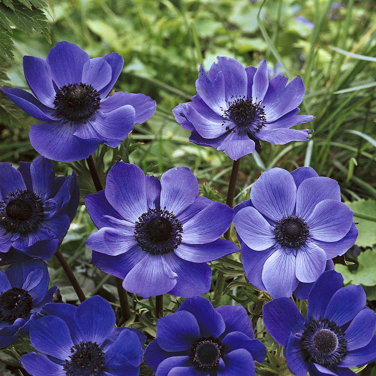 Anemone 'mr Fokker' Corms, Violet-blue Spring Blooms | 10 x Bulbs | Multi