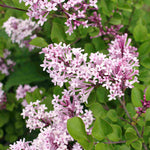 Hayloft Syringa Flowerfesta Duo - Dwarf Lilac - 1 Pink And 1 Purple In 9cm Pots