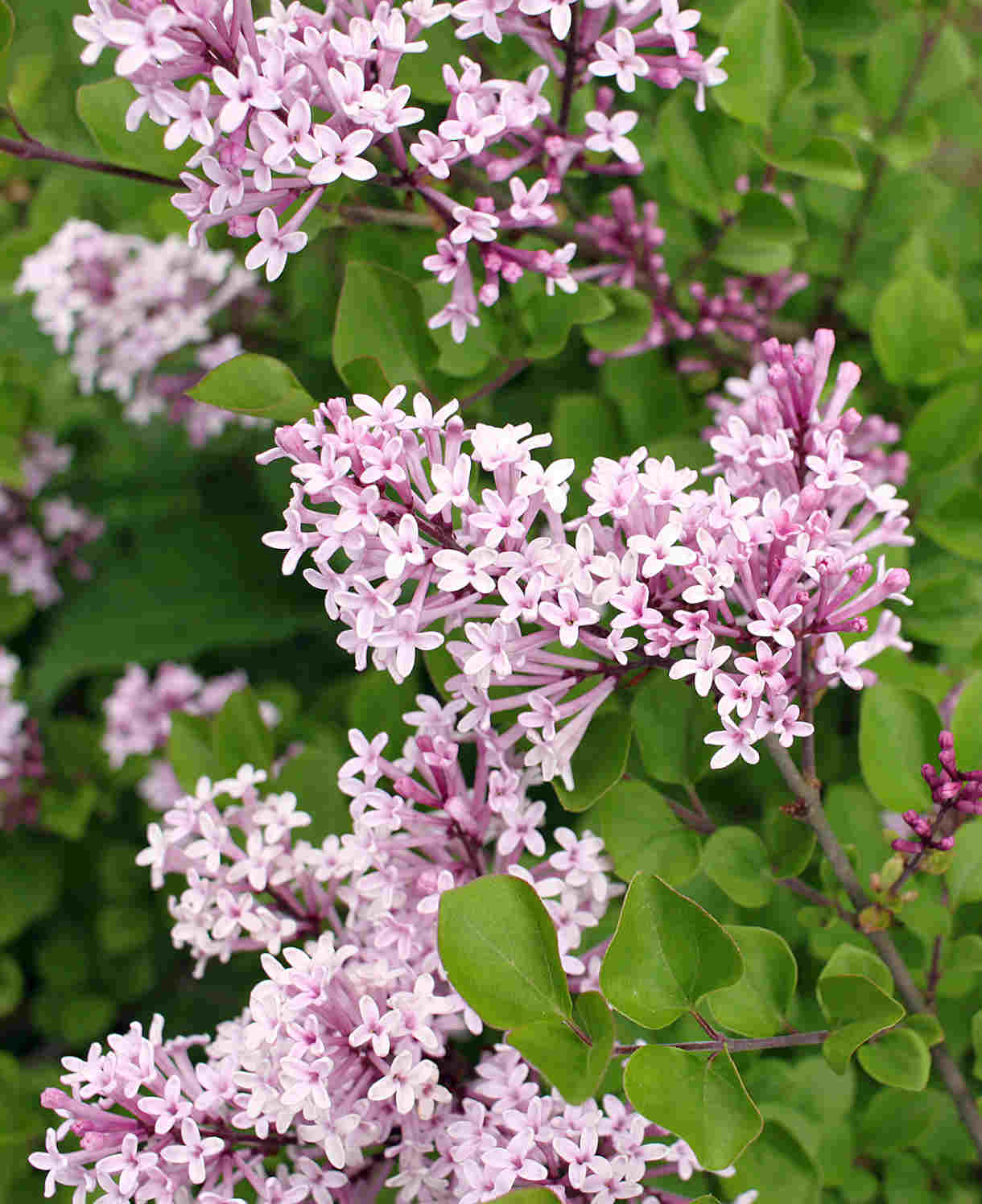 Hayloft Syringa Flowerfesta Duo - Dwarf Lilac - 1 Pink And 1 Purple In 9cm Pots
