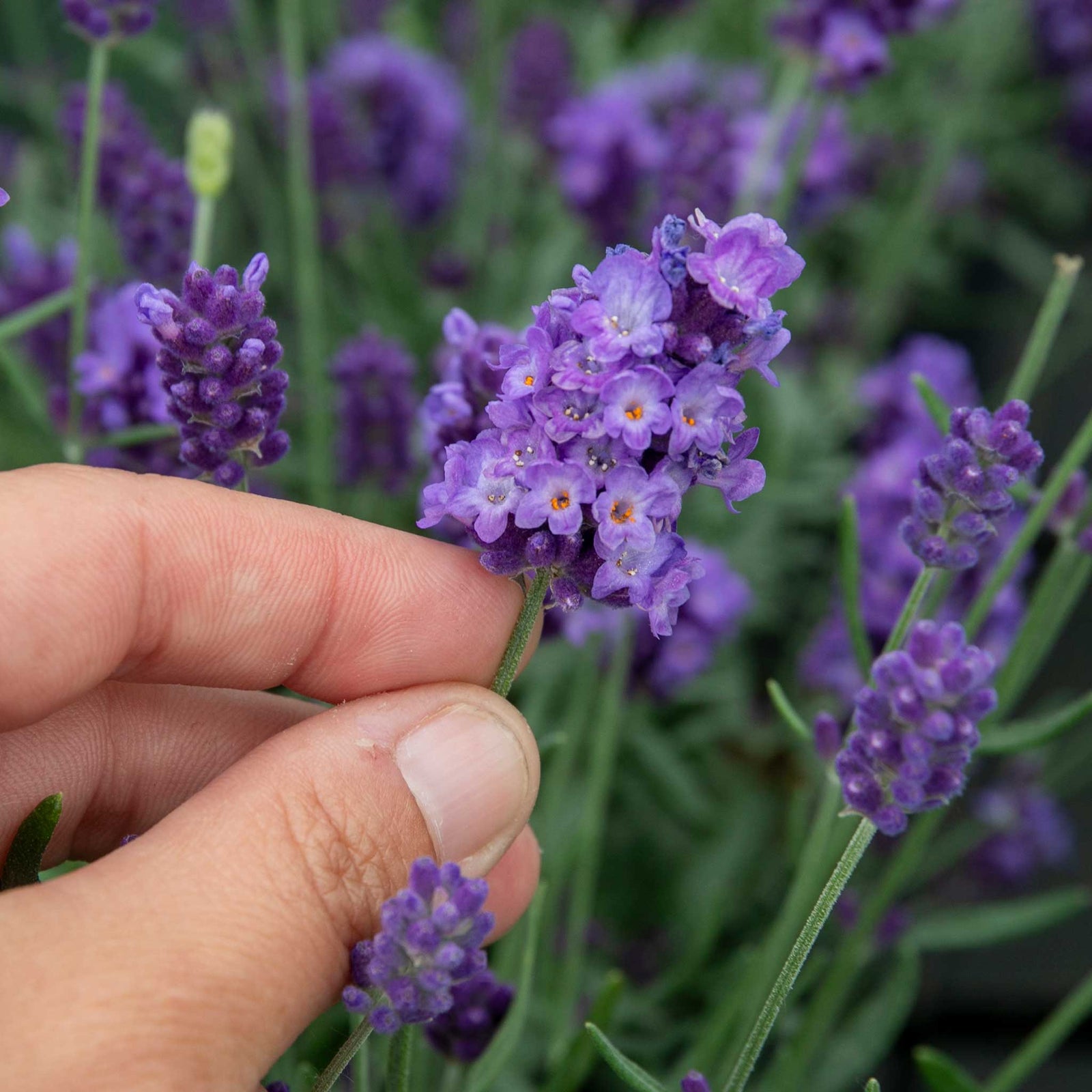 Lavender 'hidcote Blue' Rhs Award Of Garden Merit, Drought-tolerant | 3 x 9cm | Blue