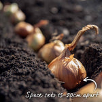Shallot Duo Pack - Red Sun & Golden Gourmet | Set of 2