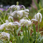 Galanthus Flore Pleno - Double Snowdrop 30 Bulbs
