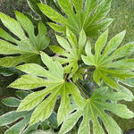 Fatsia Spider's Web - 2 Litre Pots | 3 x 2L | White
