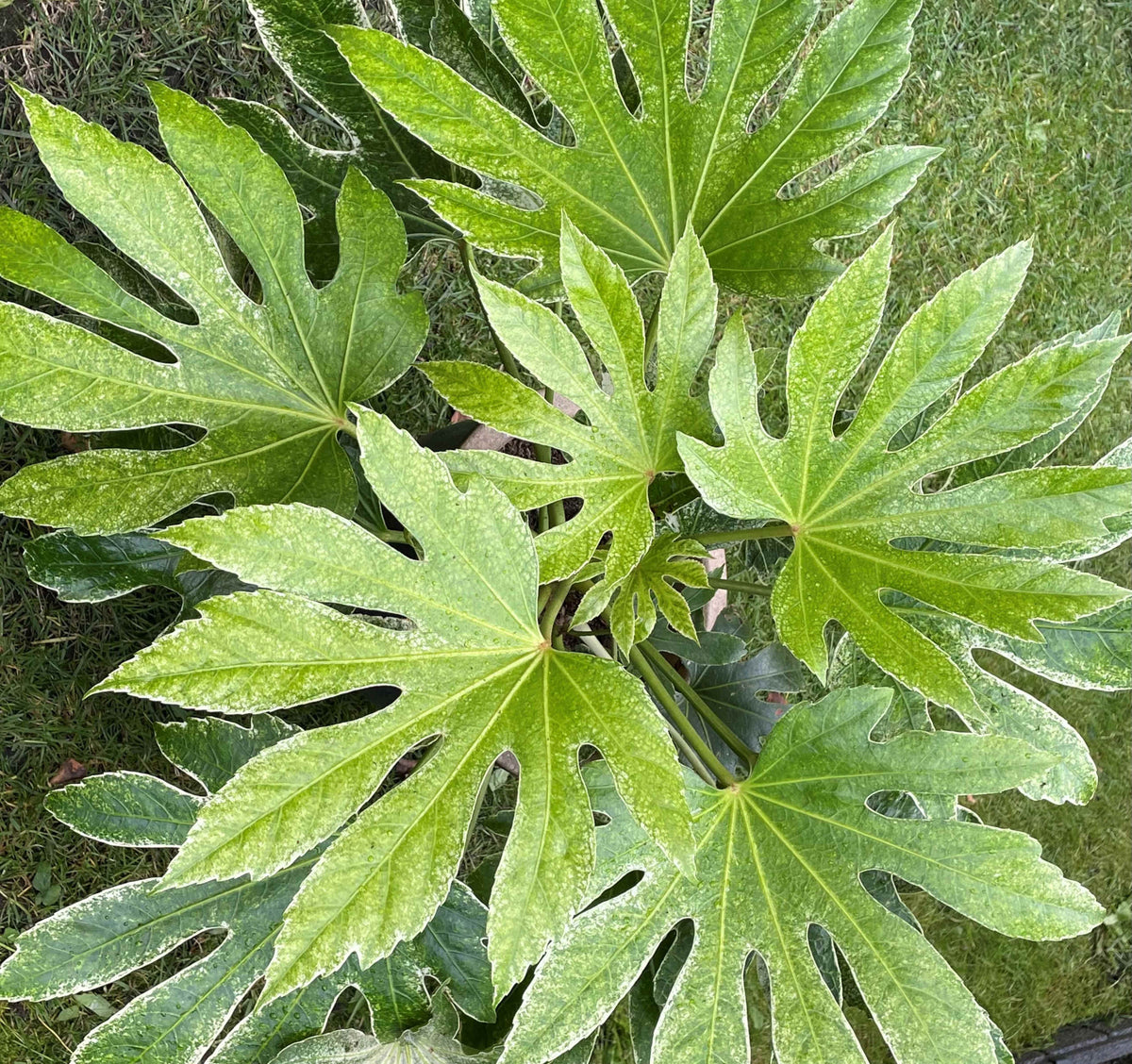 Fatsia Spider's Web - 2 Litre Pots | 2 x 2L | White