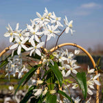 Clematis 'armandii' Evergreen Climber | 1 x 7.5L | Pink & White