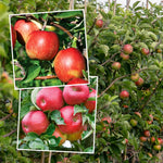 Apple Twin Tree Braeburn & Idared (m26 Semi-dwarf) | 1 x Bare Root | Multi