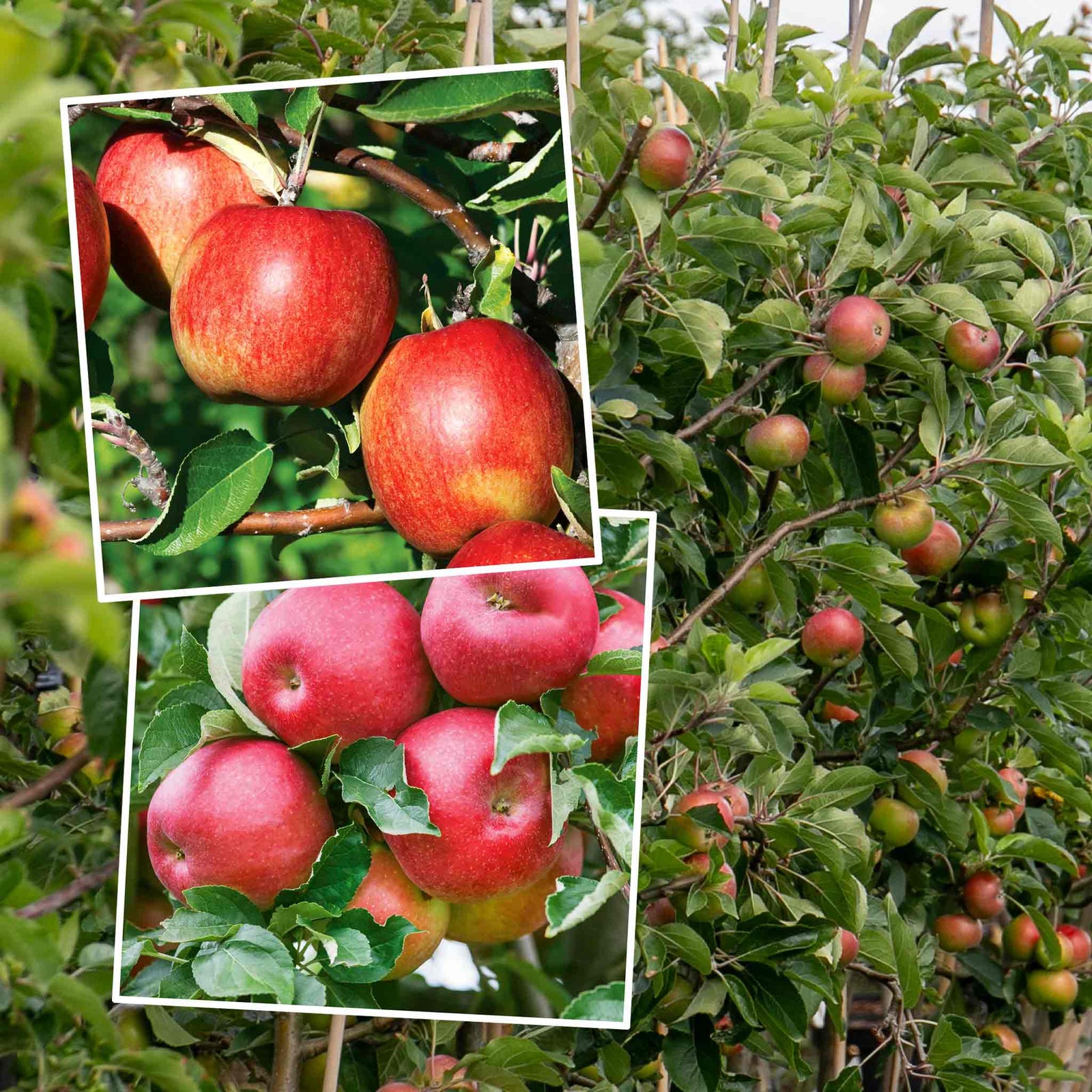 Apple Twin Tree Braeburn & Idared (m26 Semi-dwarf) | 1 x Bare Root | Multi