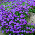 Astonishing Aubrieta Collection - Plug Plants | 6 x Plug Plants | Mixed