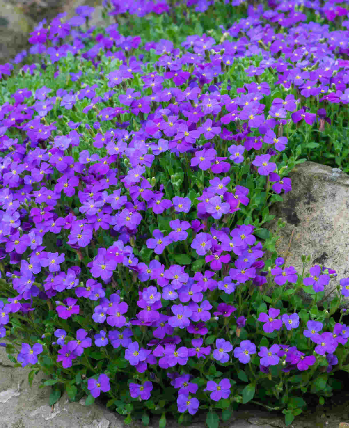 Astonishing Aubrieta Collection - Plug Plants | 6 x Plug Plants | Mixed
