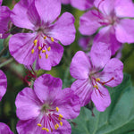 Geranium × Cantabrigiense 'karmina' | 3 x Plug Plants | Pink