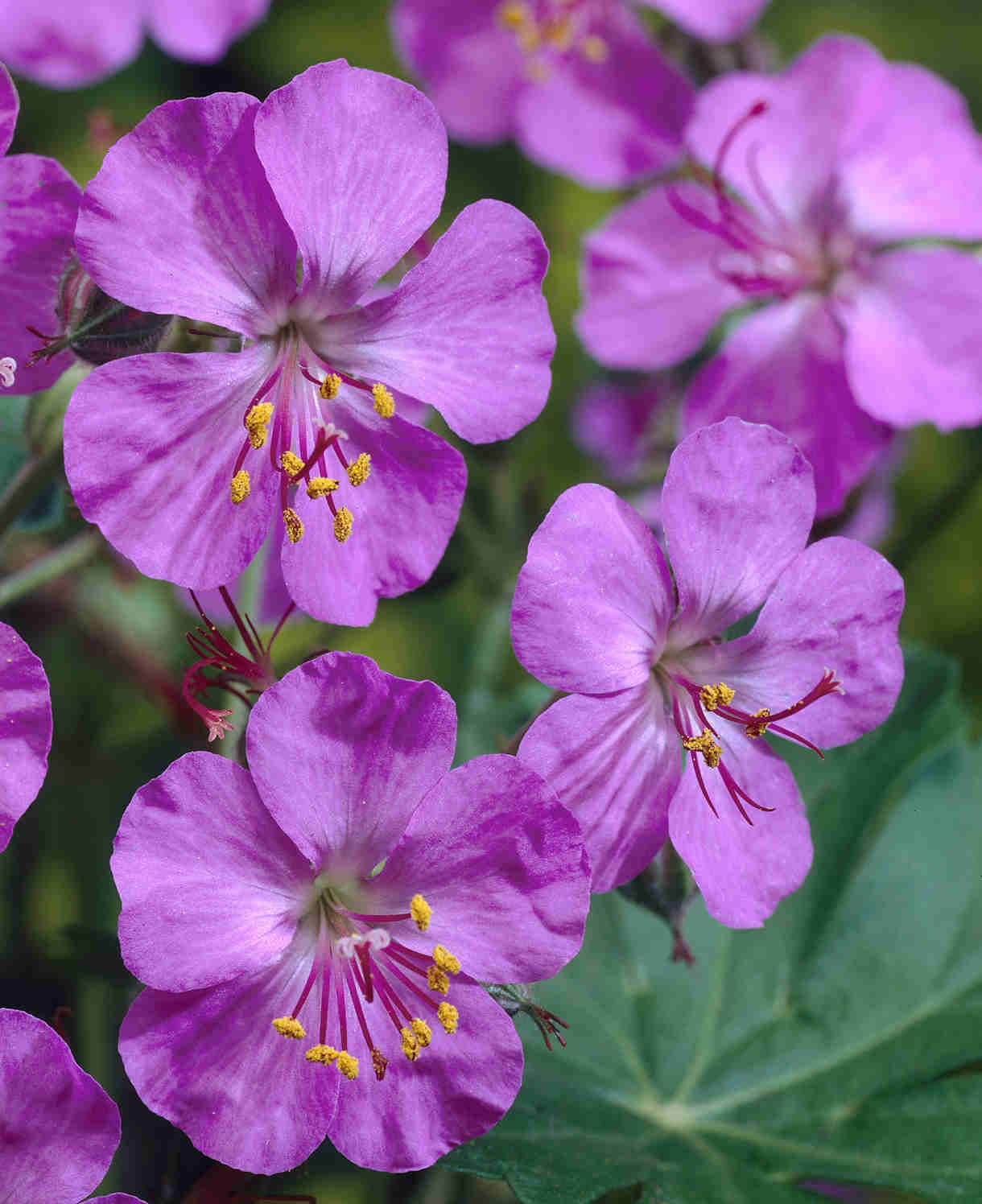 Geranium × Cantabrigiense 'karmina' | 5 x Plug Plants | Pink
