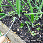 Marshalls Garden Autumn Planting Onion Sets 'electric' - Approx 65-75 Sets