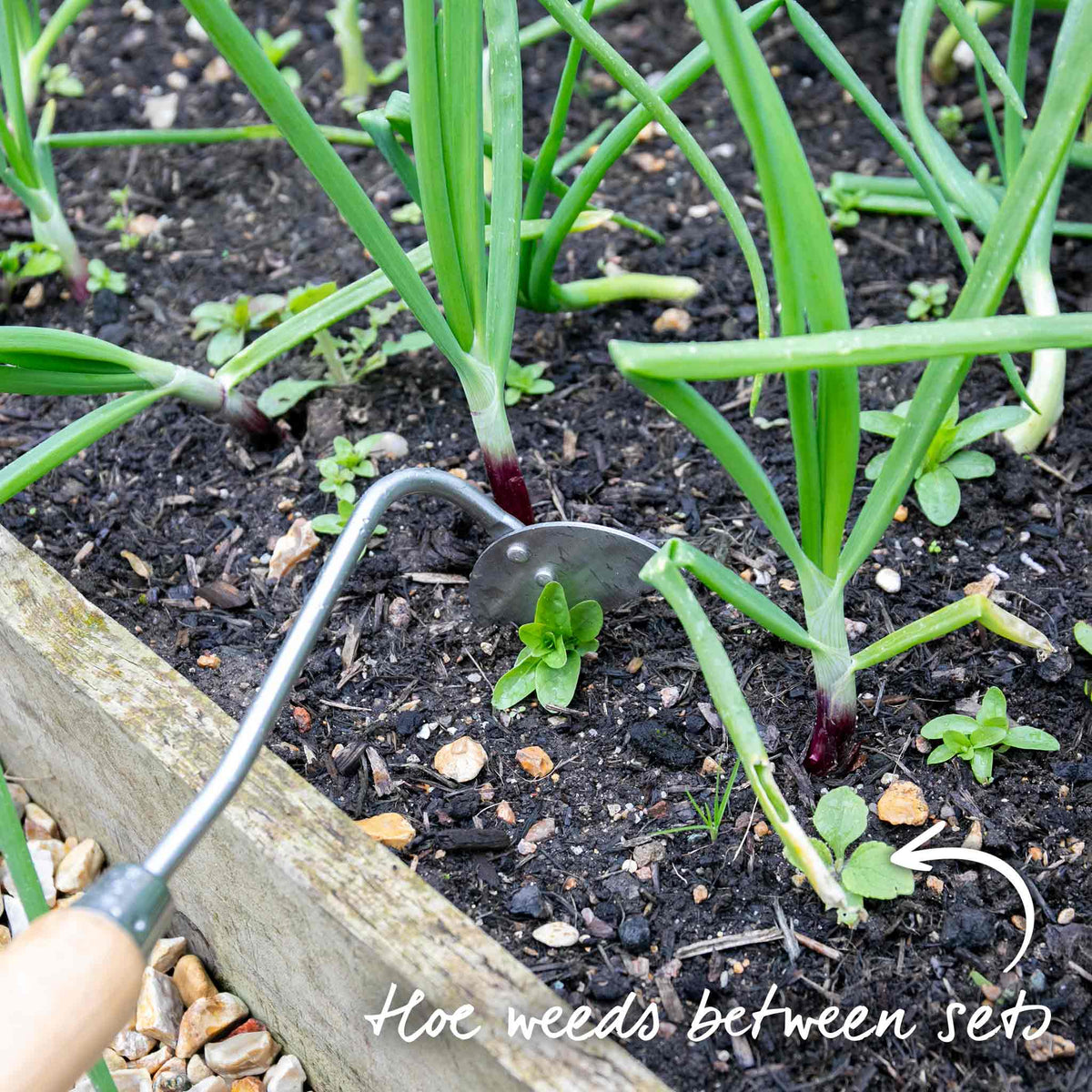 Marshalls Garden Autumn Planting Onion Sets 'electric' - Approx 65-75 Sets