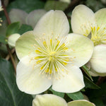 Helleborus 'snow Dance' Hellebore 50cm | 3 x Jumbo Plugs | Multi