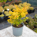 Berberis Thunbergii 'golden Horizon' | 1 x 3L | Yellow