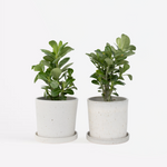 Desert Rose - 2 Pcs. - Adenium Obesum - Height 25-40cm - ⌀10,5cm | Set of 2 | Pink