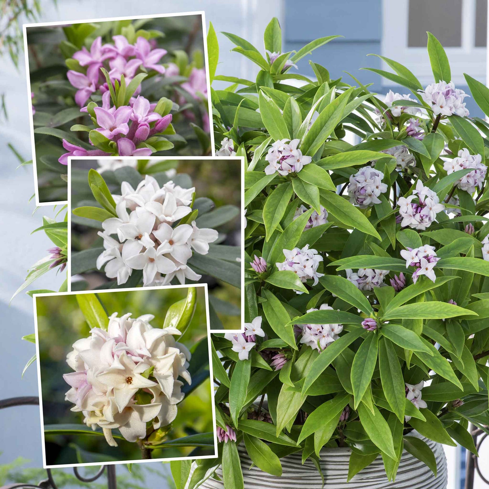 Daphne Collection - Scented Evergreen Plants | 3 x 1.5l | Multi
