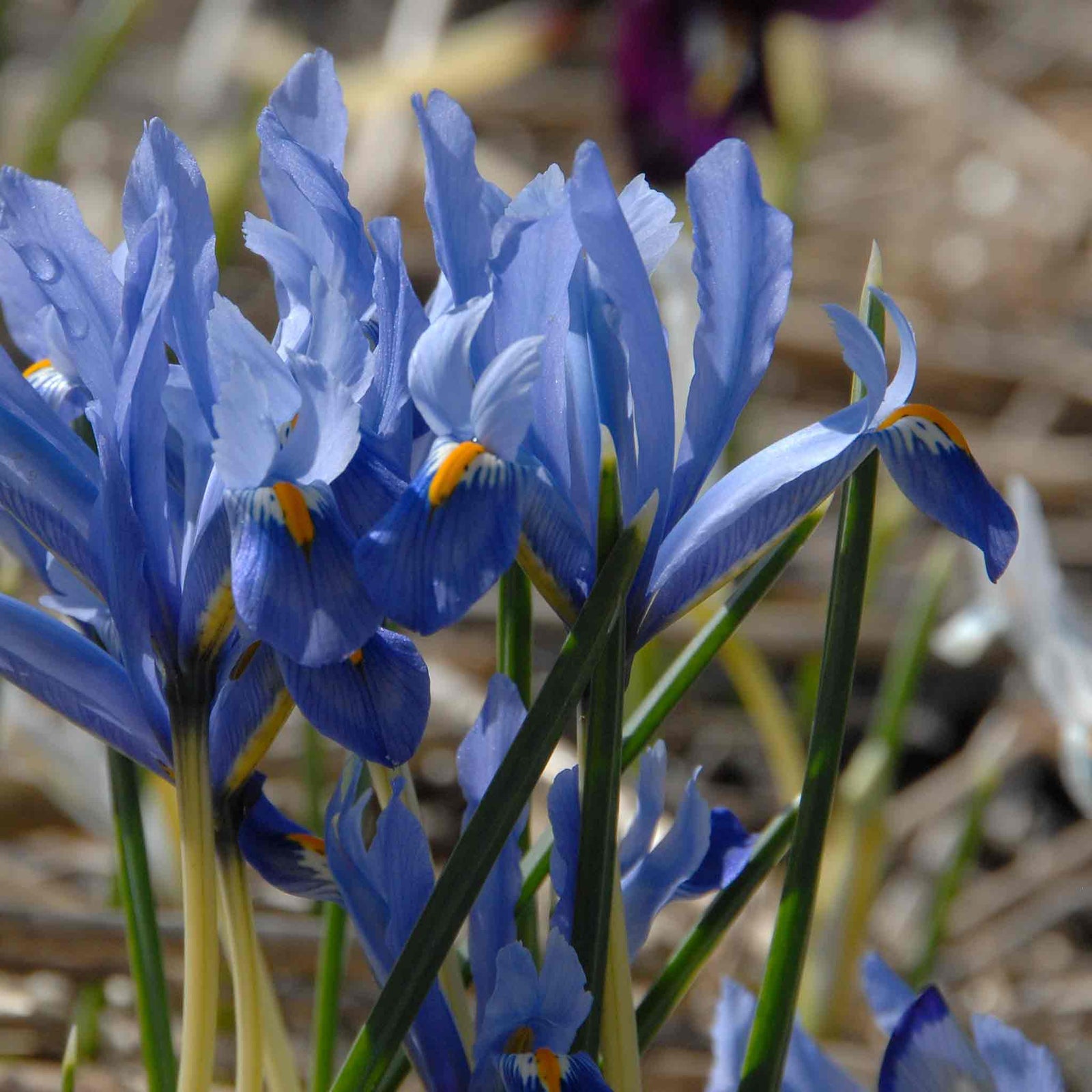 Iris Cantab (reticulata) | 20 x Bulbs | Blue