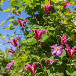 Clematis Texensis Princess Diana - 1 X 7cm Pot