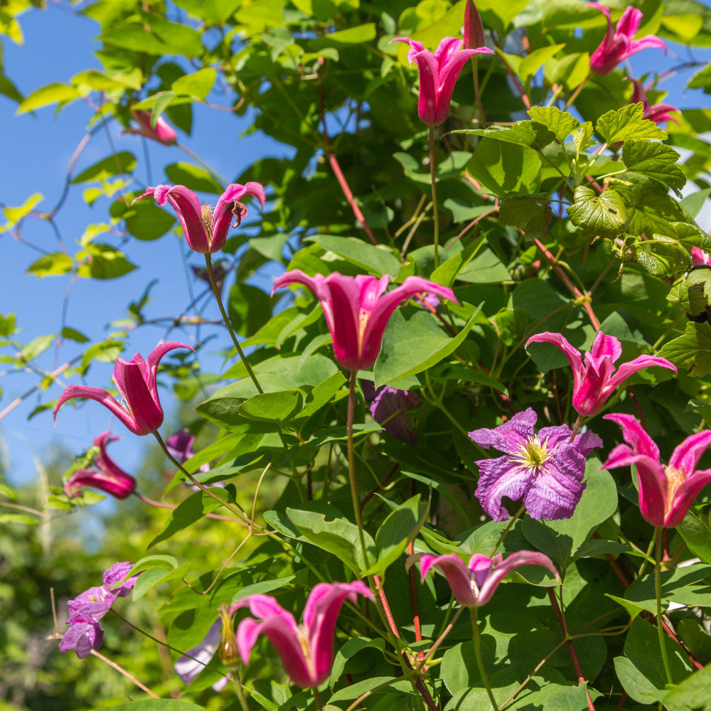 Clematis Texensis Princess Diana - 1 X 7cm Pot