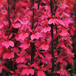 Lobelia 'starship Deep Rose' - Hardy Deep Pink Perennial | 3 x Jumbo Plug Plants | Pink