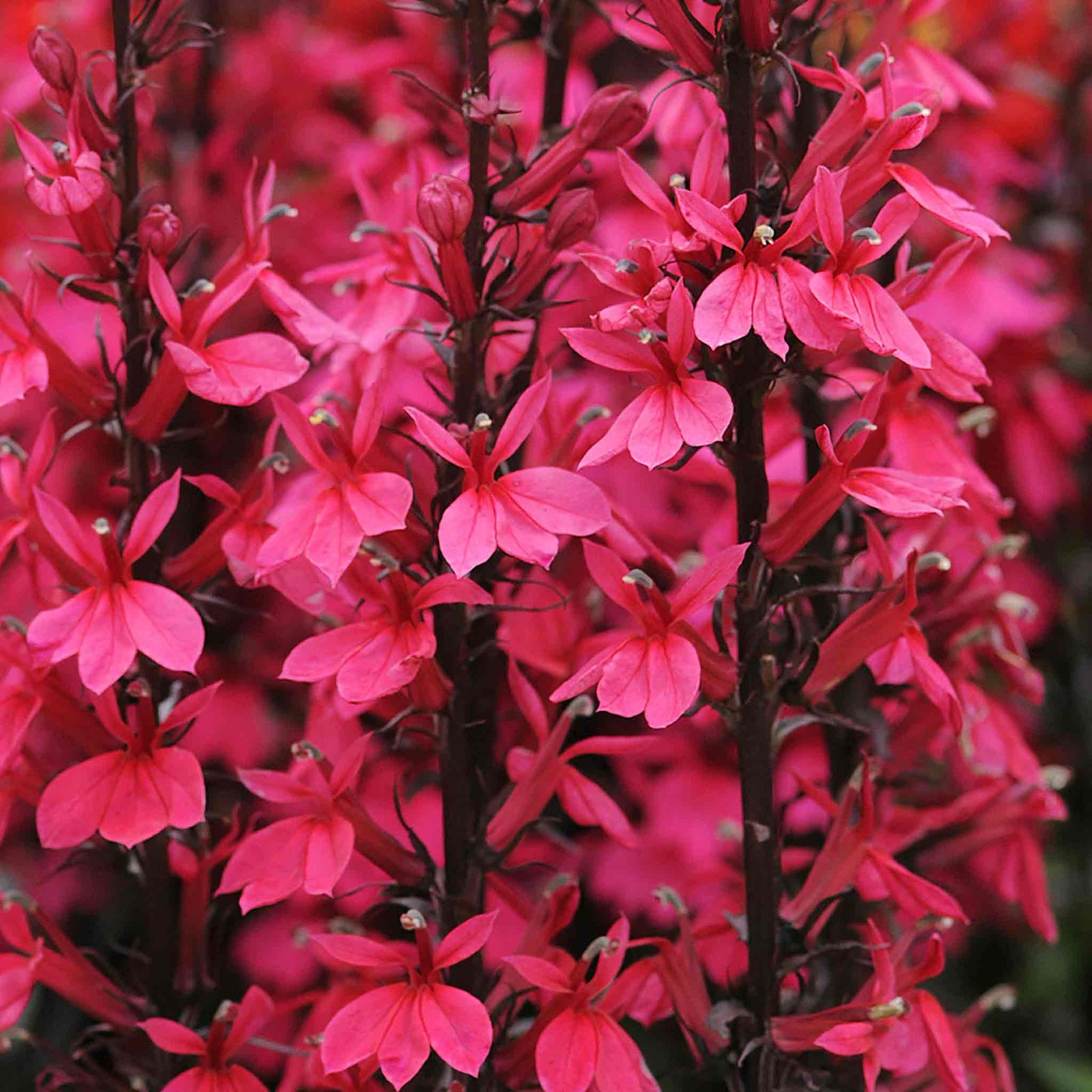 Lobelia 'starship Deep Rose' - Hardy Deep Pink Perennial | 3 x Jumbo Plug Plants | Pink